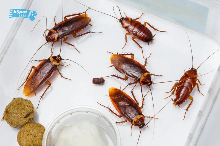 Cockroaches In Florida How To Get Rid Of