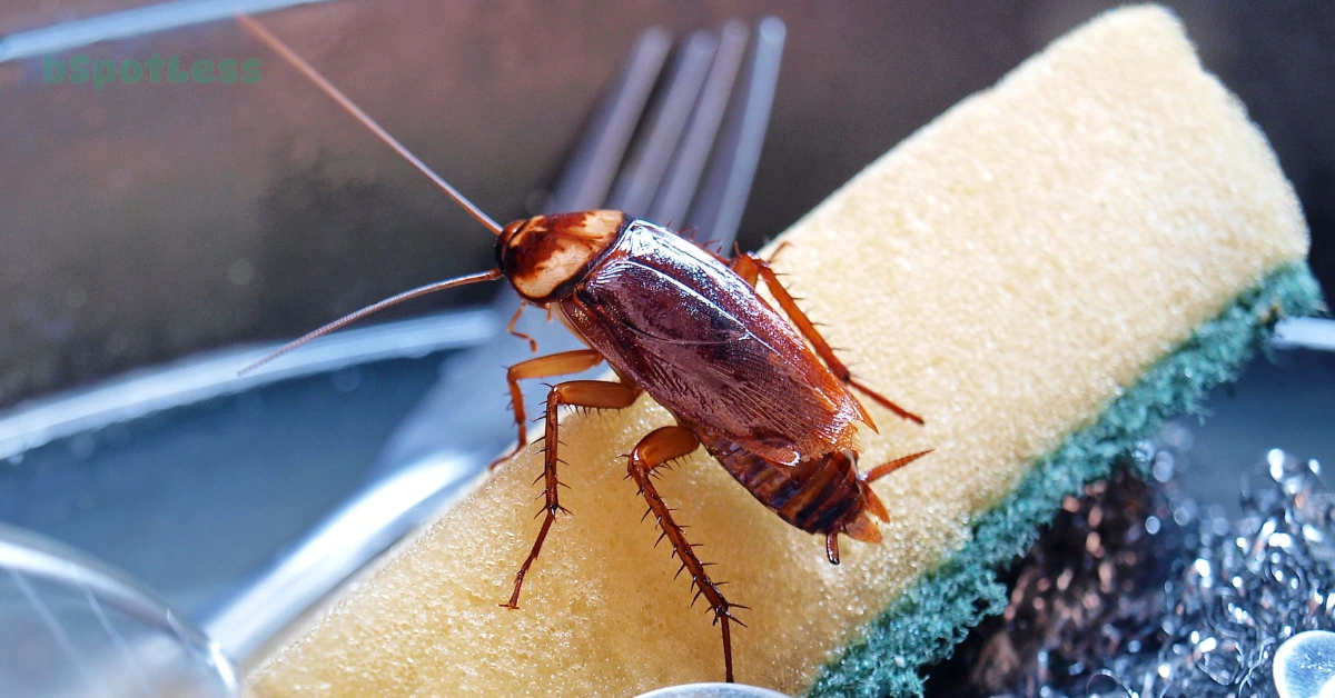 How Long Does It Take To Get Rid Of Roaches
