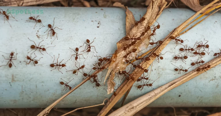 How Long Does It Take To Get Rid Of Termites