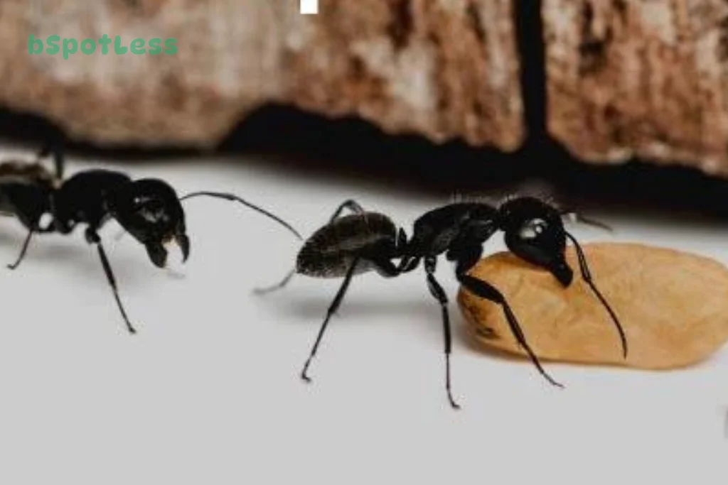 How To Get Rid Of Florida Carpenter Ants