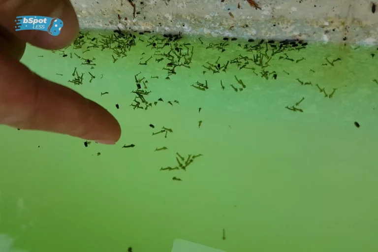 How To Get Rid Of Mosquito Larvae In Pool