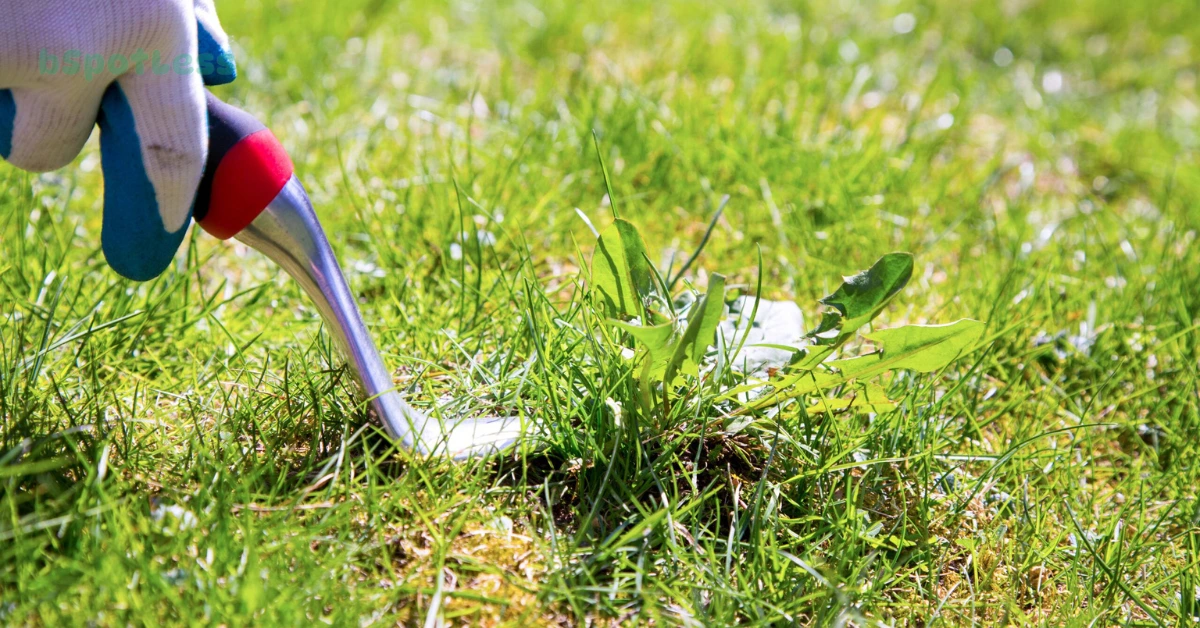 How To Get Rid Of Weeds Without Killing Grass