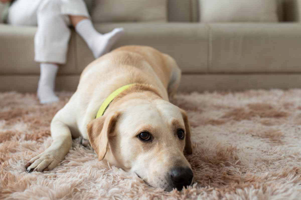 How To Remove Wet Dog Smell From Carpet