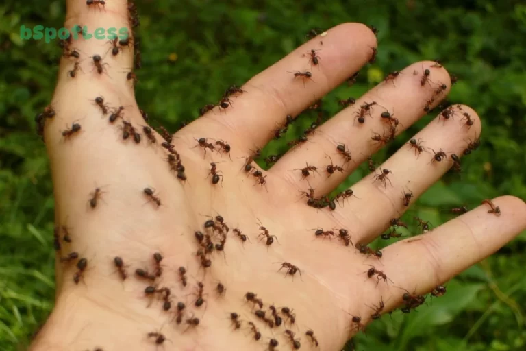 Pet Safe Way To Get Rid Of Ants In House
