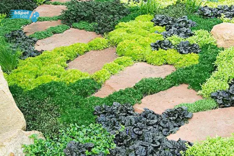 Plant Ground Covers